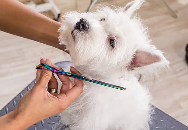 45-Minute Dapper Dog Full Luxury Grooming Package — photo 6