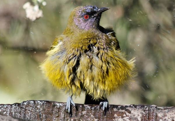 Kapiti Island Day Trip incl. Ferry Transport, Introductory Talk & DOC Permit for One Person - Option to incl. One-Hour Guided Walk & Lunch - Midweek & Weekend Options Available — photo 6