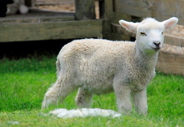 Full-Day Adult Pass to SheepWorld incl. All Shows - Options for Two Adults, Child, or Family Entry — photo 3