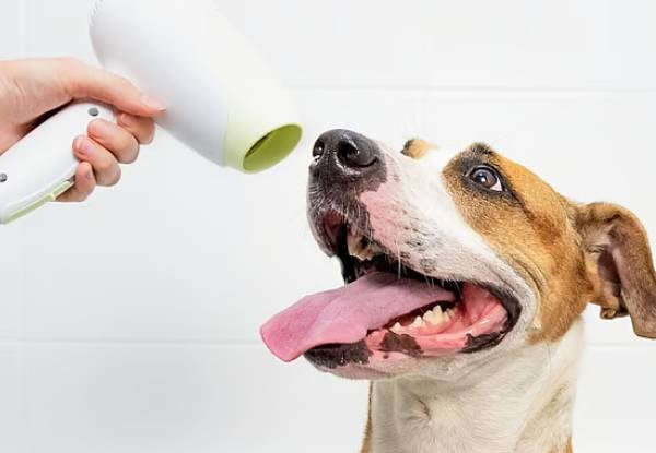 45-Minute Dapper Dog Full Luxury Grooming Package — photo 5