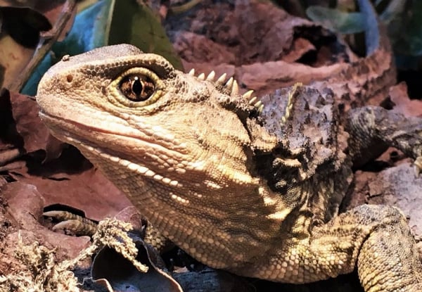 One Adult Entry to The West Coast Wildlife Centre - Options for Child Pass or Family Pass, & to incl. Tuatara & Kiwi Backstage Tour — photo 9