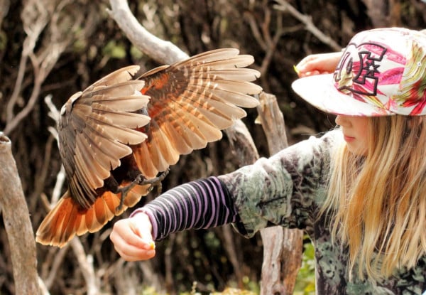 Kapiti Island Day Trip incl. Ferry Transport, Introductory Talk & DOC Permit for One Person - Option to incl. One-Hour Guided Walk & Lunch - Midweek & Weekend Options Available — photo 2