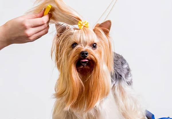 45-Minute Dapper Dog Full Luxury Grooming Package — photo 7