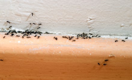 Strategic Termite Solutions