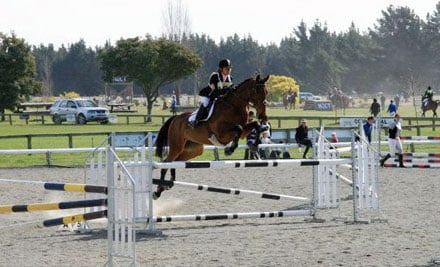 Scarlett Oak Equestrian