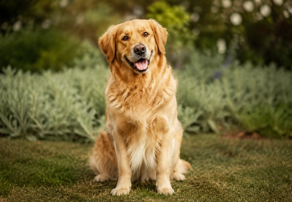 One-Hour Pet Photography Session at Your Home with Digital Images & Choice of Fine-Art Print — photo 2