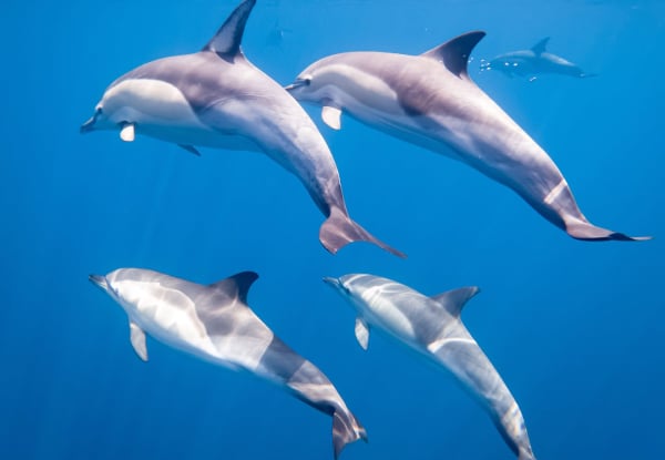 Wild Dolphin Encounter - Half-Day Wildlife Spring Cruise - Options for Adult, Children, Toddler or Family Pass — photo 2