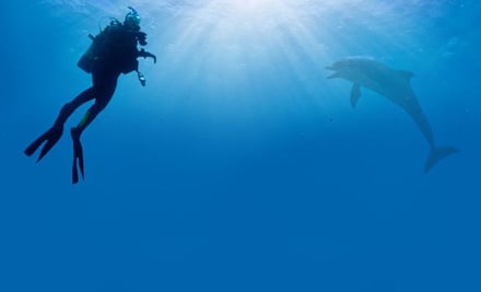New Zealand Sea Adventures