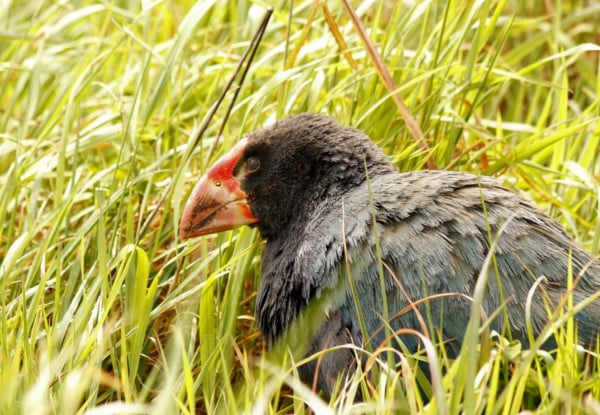 Kapiti Island Day Trip incl. Ferry Transport, Introductory Talk & DOC Permit for One Person - Option to incl. One-Hour Guided Walk & Lunch - Midweek & Weekend Options Available — photo 9