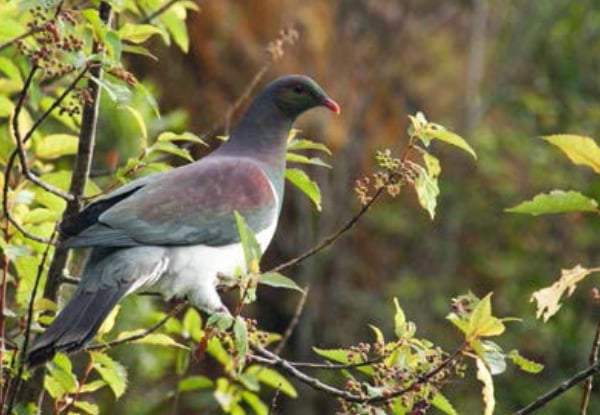 Adult Pass to The West Coast Treetop Walkway - Option for Child or Senior — photo 9