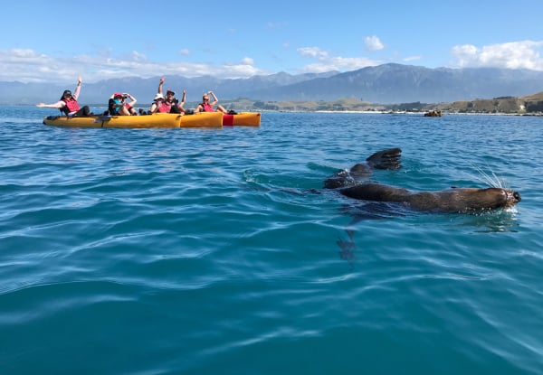 2.5 - 3 Hour Guided Kaikoura Seal & Marine Life Kayaking Experience for Up to Four Adults — photo 5