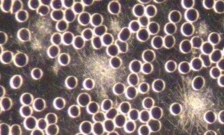 Leticia Doolan Nutritionist & Live Blood Analysis