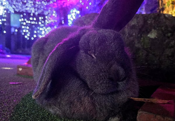 One Round of Rotovegas Night Mini Golf for One Person - Options for up to Six People — photo 4