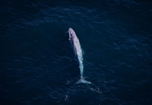 20% Off Adult Fares on a 30-Minute Whale Watch Flight - Option for Private Hire for up to Seven Passengers — photo 4