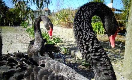 Hawkes Bay Farmyard Zoo