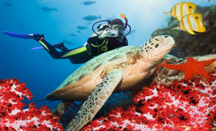 Dive Imports Australia