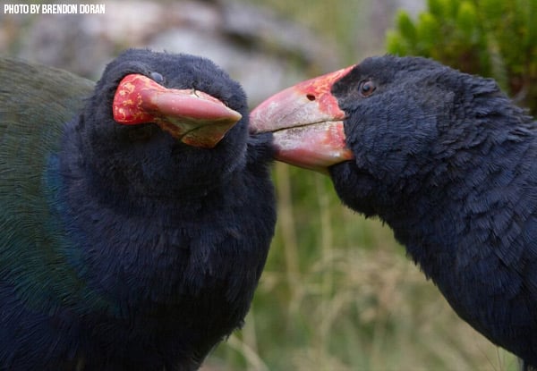 Up to 50% Off General Admission to ZEALANDIA for Adults & Kids
