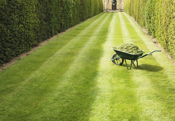 Two Hours of Gardening Services - Option for Four Hours