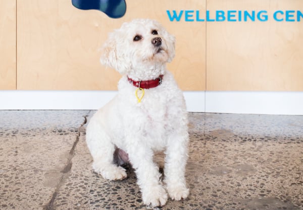 45-Minute Dapper Dog Full Luxury Grooming Package — photo 10