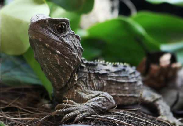 One Adult Entry to The West Coast Wildlife Centre - Options for Child Pass or Family Pass, & to incl. Tuatara & Kiwi Backstage Tour — photo 3