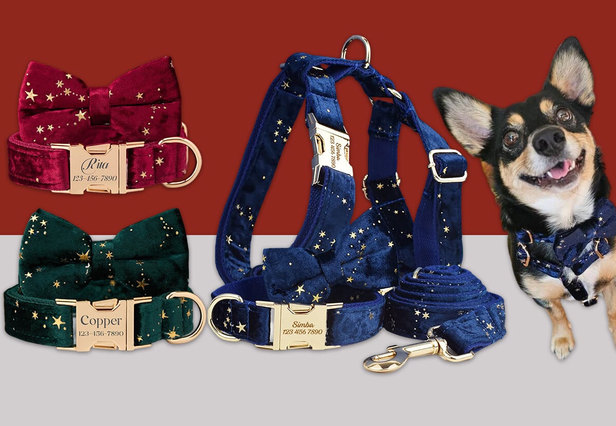 Custom Pet Collar — photo 5