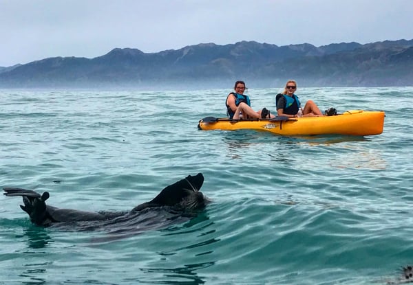 2.5 - 3 Hour Guided Kaikoura Seal & Marine Life Kayaking Experience for Up to Four Adults — photo 6